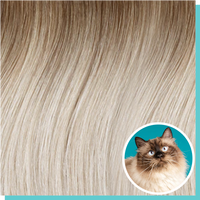 #6r80 shadow root white blonde.